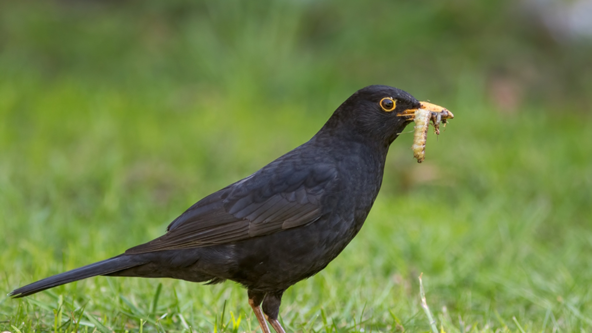 lawn service grub control blackbird with grubs ist1222084607